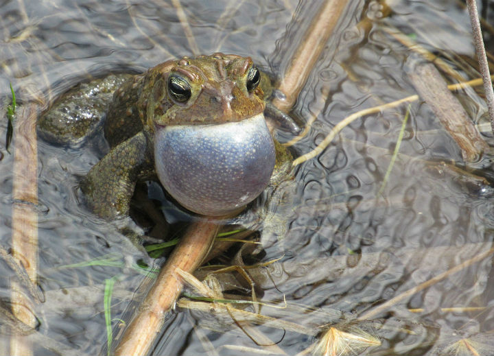 American Toad